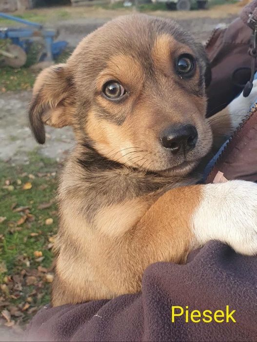 Dwa szczeniaki, pieski, pies, suczka