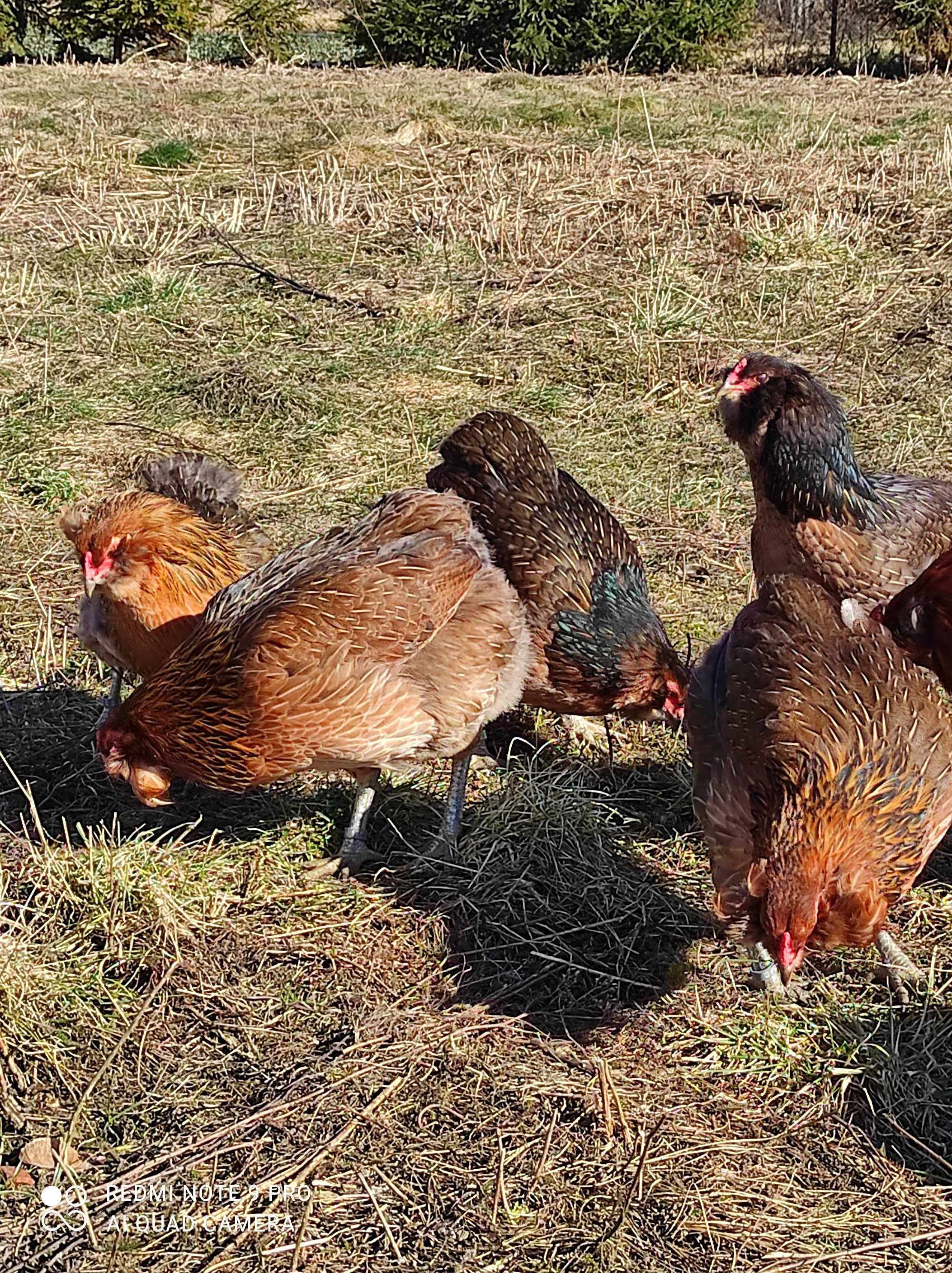 Araucana kuropatwiana bezogoniasta jaja lęgowe