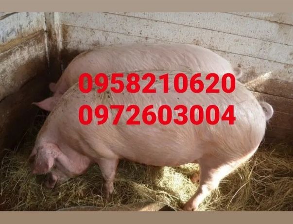 Продам свиней живым весом.