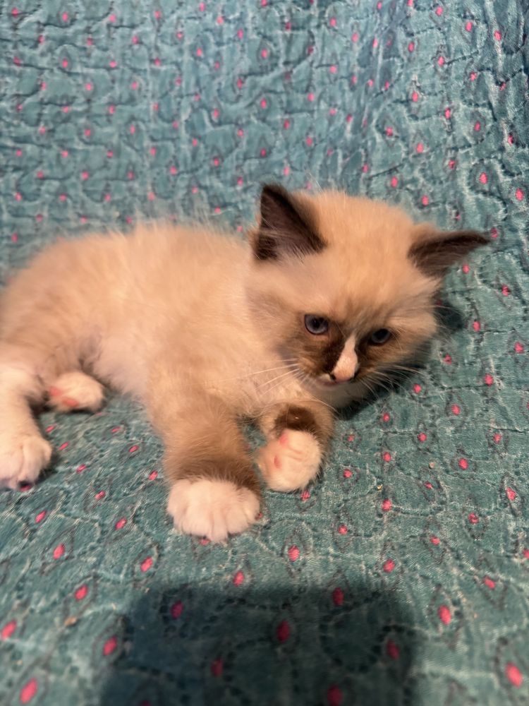 Kocurek seal mitted Ragdoll - odbiór połowa sierpnia