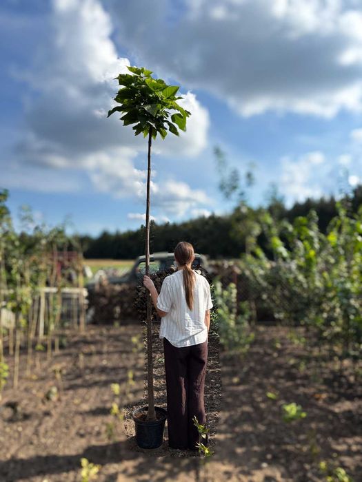 Catalpa Katalpa 'Nana' Surmia bignoniowa 1,5m - 2,3m