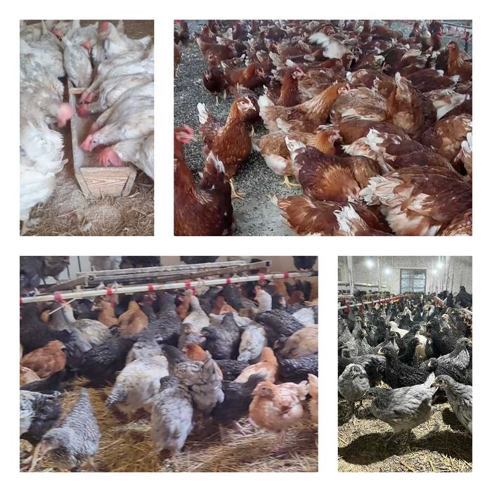 Продам кури несушки! Доставка безкоштовна. Погребище!