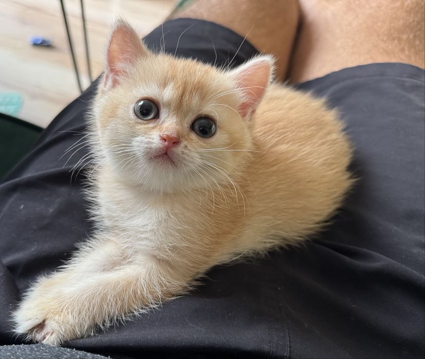 Kot kotka brytyjska FIFe FPL prawdziwy rodowód GWARANCJA