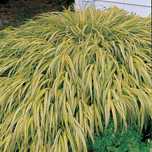 Hakonechloa/trawa bambusowa/ Aureola  -Flora Szczecin