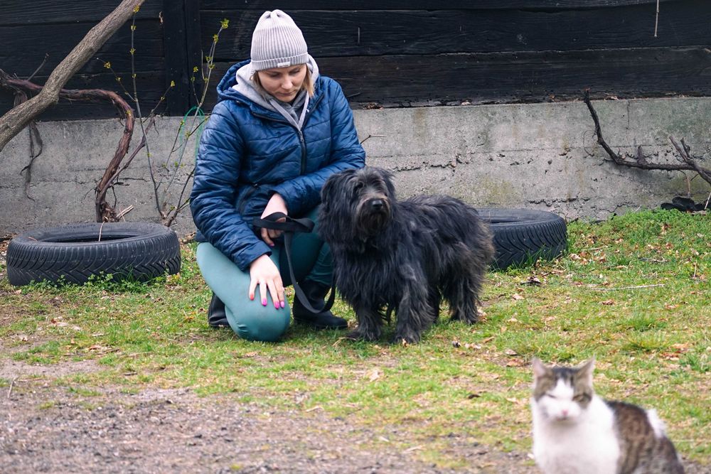 Molo - śliczny, kudłaty pies szuka domu