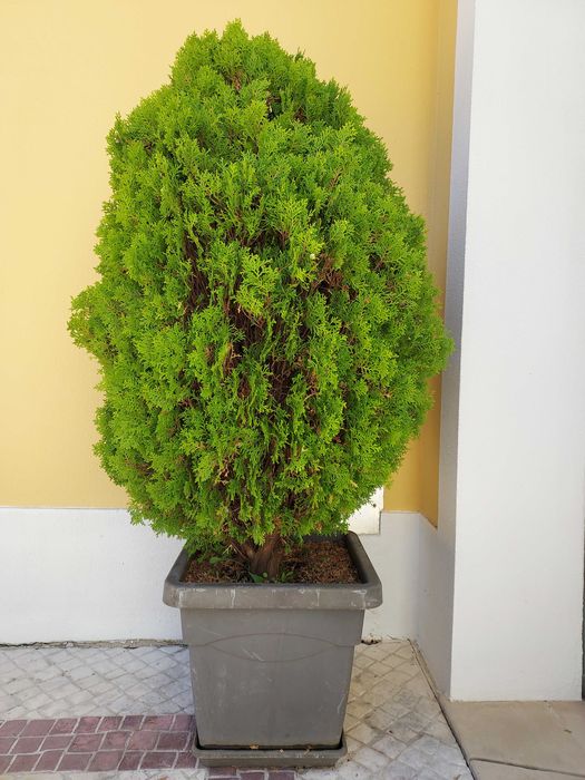 Duas plantas Tuia da China