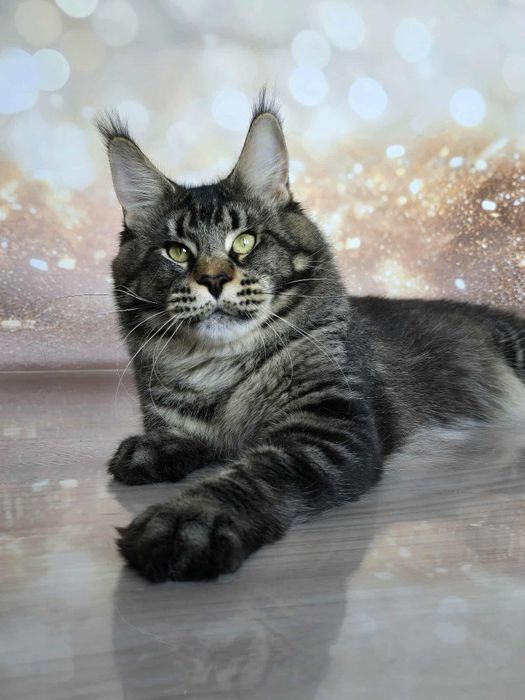 Шикарный подросток мейн-куна