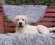 Labrador Retriever ZKwP/FCI Szczenię po Grand Champion Polski
