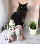 Кошенята Vip mainecoon