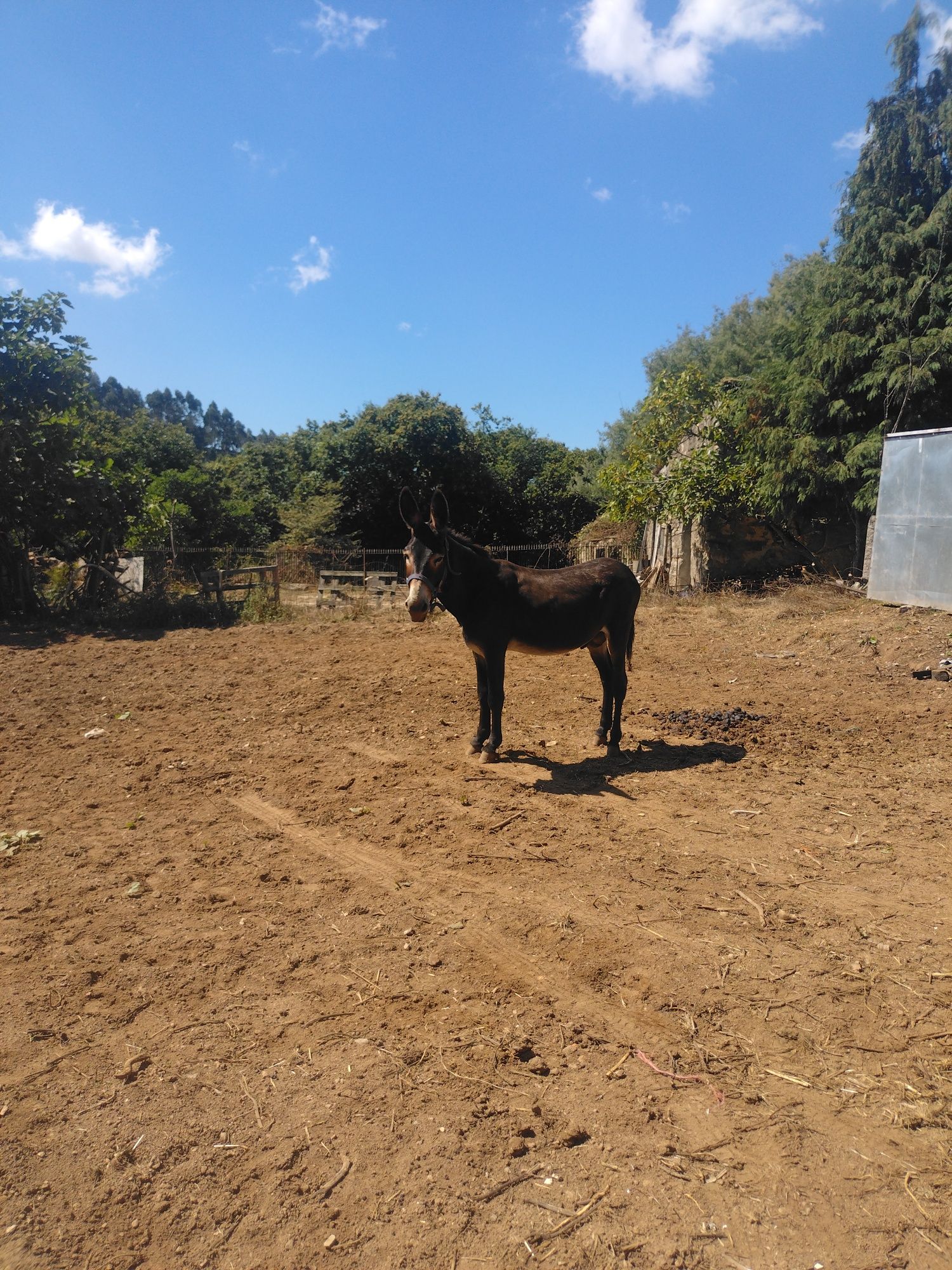 Macho burro inteiro