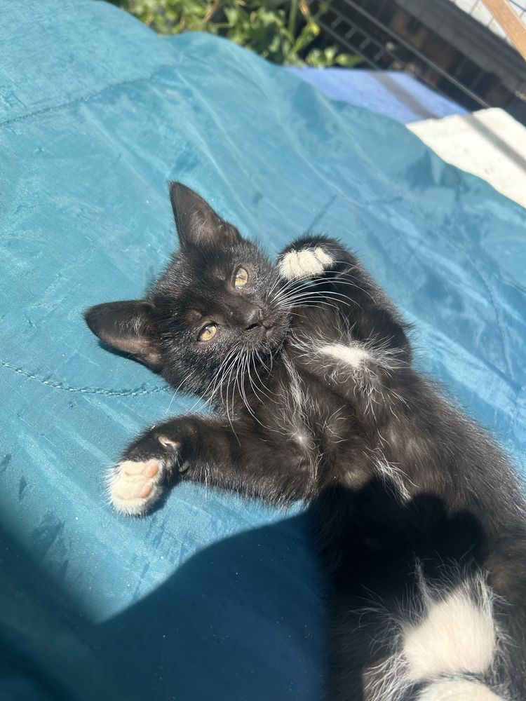 Koty do adopcji za darmo