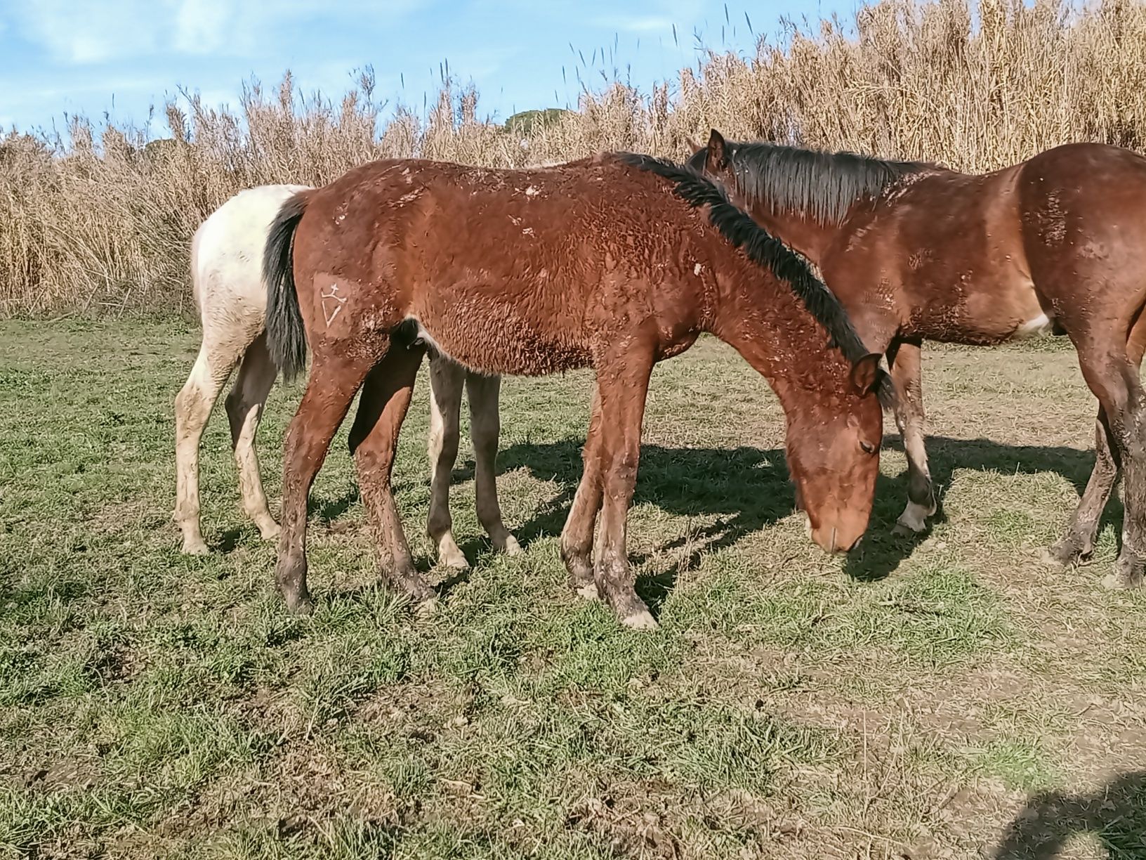 Poldro  Lusitano de 1 ano com linhas de Dressage