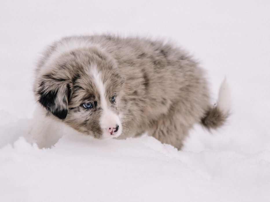 Psiatry FCI Border Collie blue merle chłopiec