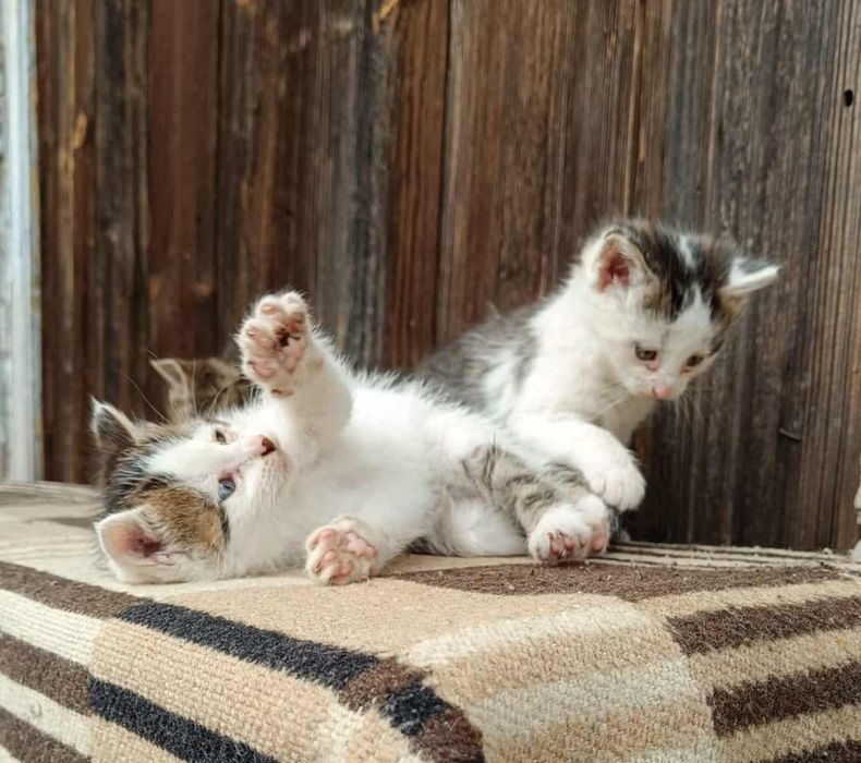 Kociaki rozrabiaki. Śliczne kotki oddam w dobre ręce.
