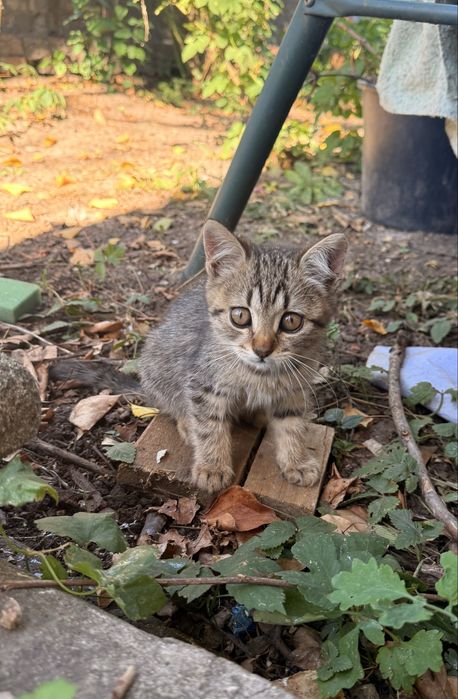 Котята в хорошие руки