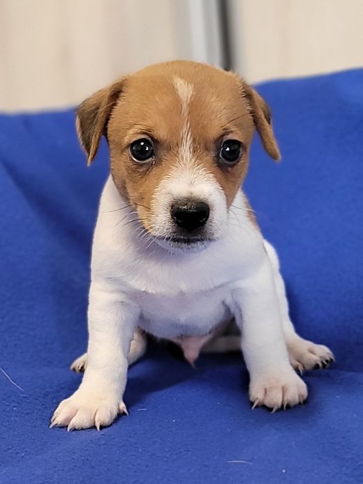 Jack Russell Terrier Szczeniak Zaprasza