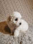 Piesek rasy Maltipoo
