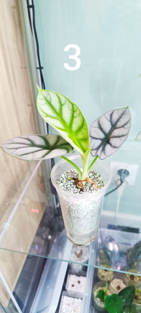 Alocasia sliver dragon/frydek/ Polly.