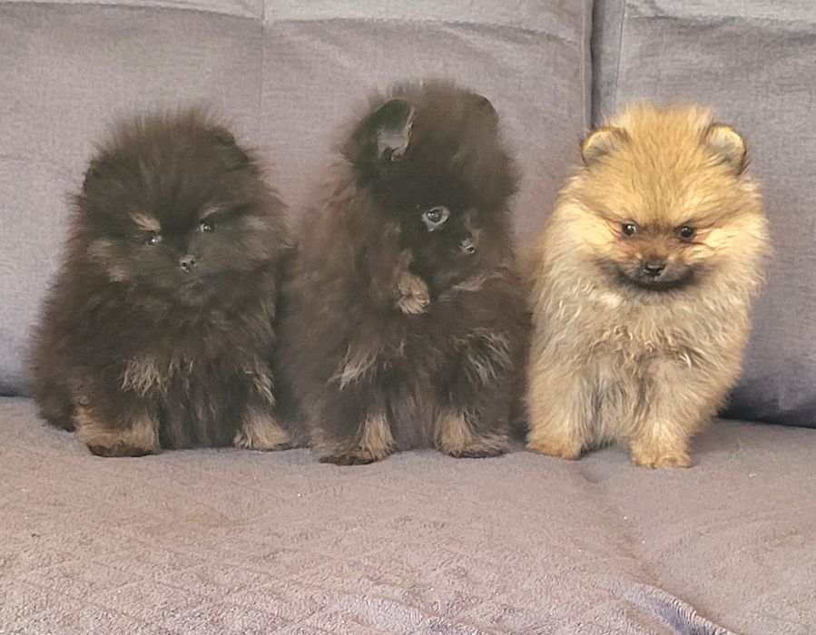 Szpic miniaturowy-chłopiec I dziewczynka