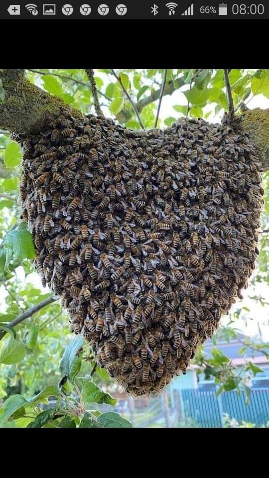 Miód naturalny rzepak lipa głóg mniszek jeżyna malina facelia