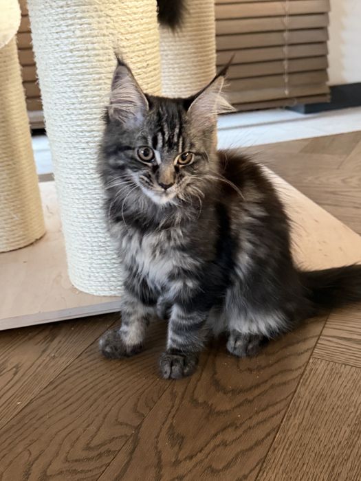 Piękna kotka Furia Maine Coon