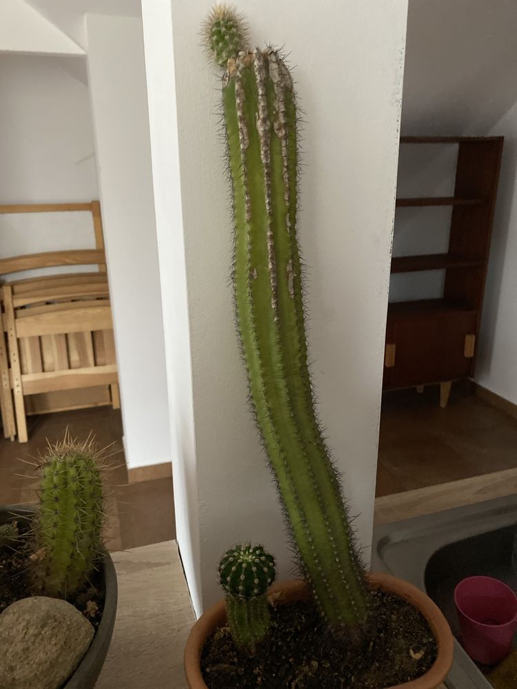Kaktusy stare, duże