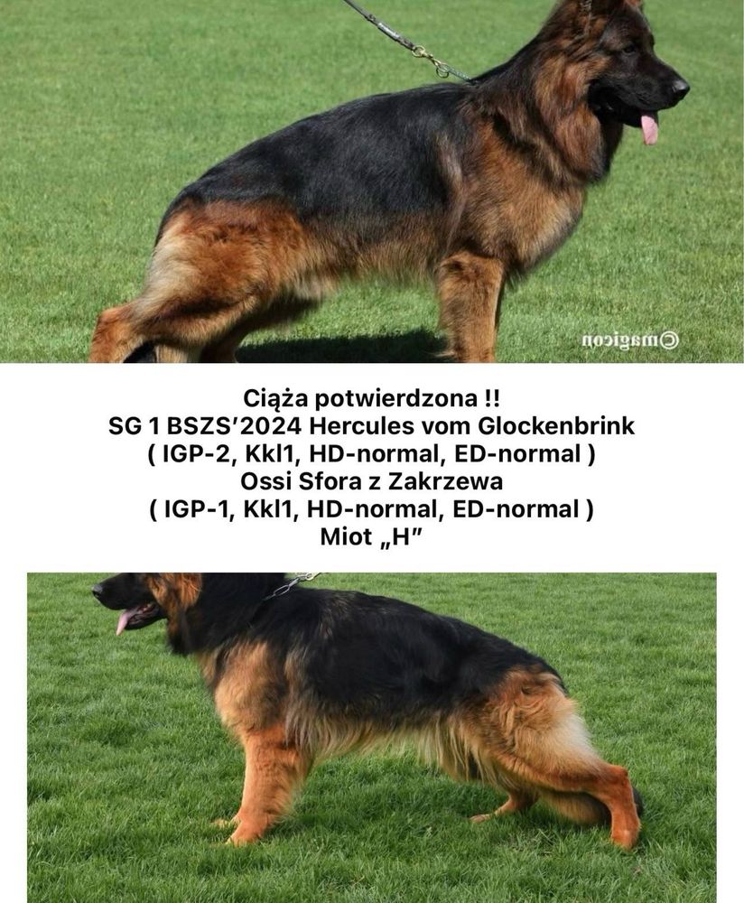 Owczarek niemiecki dlugowlosy fci