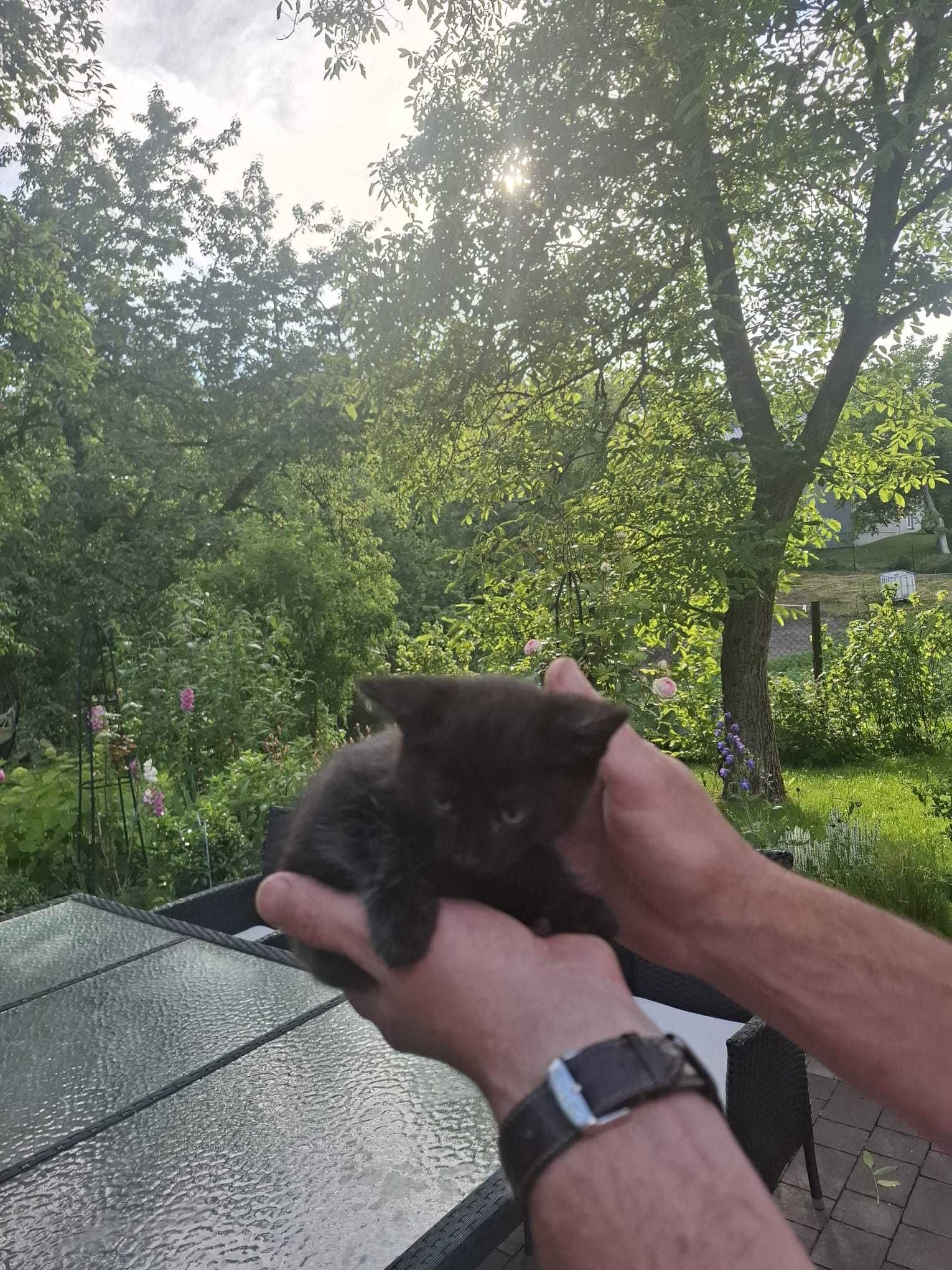 Oddam dwa ŚLICZNE KOTKI w dobre ręce – czarnego i rudego kocurka