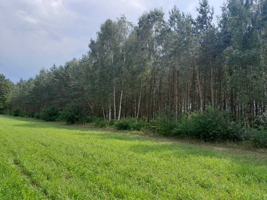 Sprzedam las 20-letni
