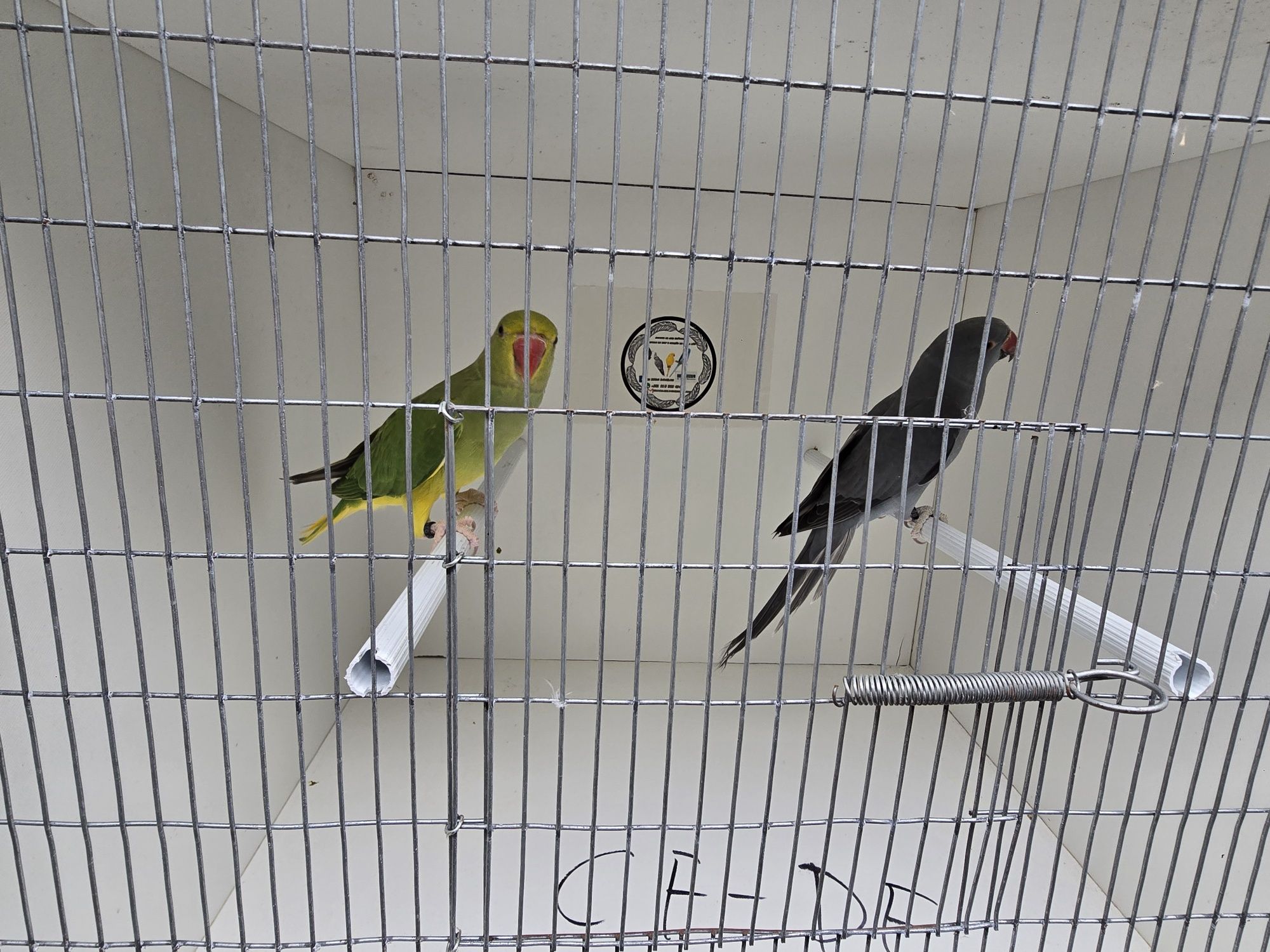 Vendo varias aves deste ano e um macho de 2024
