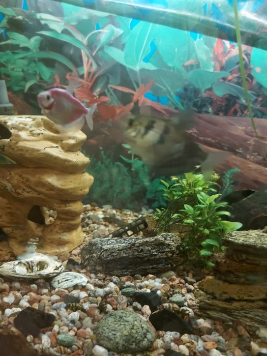 Sprzedam rybki akwariowe