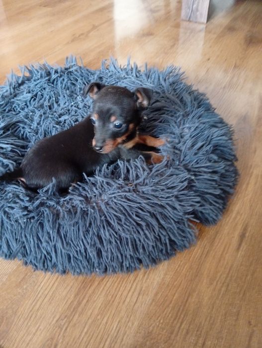 Pinczer Pinczerek Ratlerek