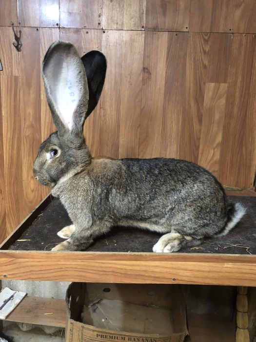 Бельгійський велетень