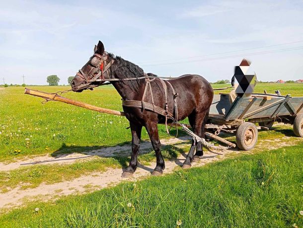 Sprzedam młodą klacz