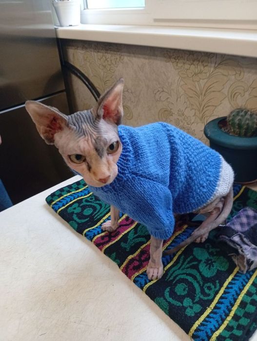 Вязка Кошка Сфинкс