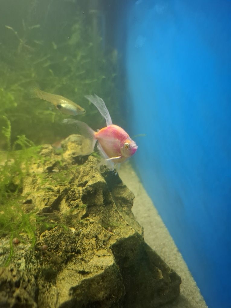 Rybka Tetra różowa