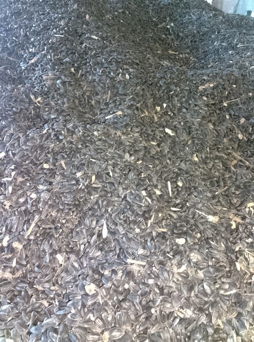 Семечок подсолнух