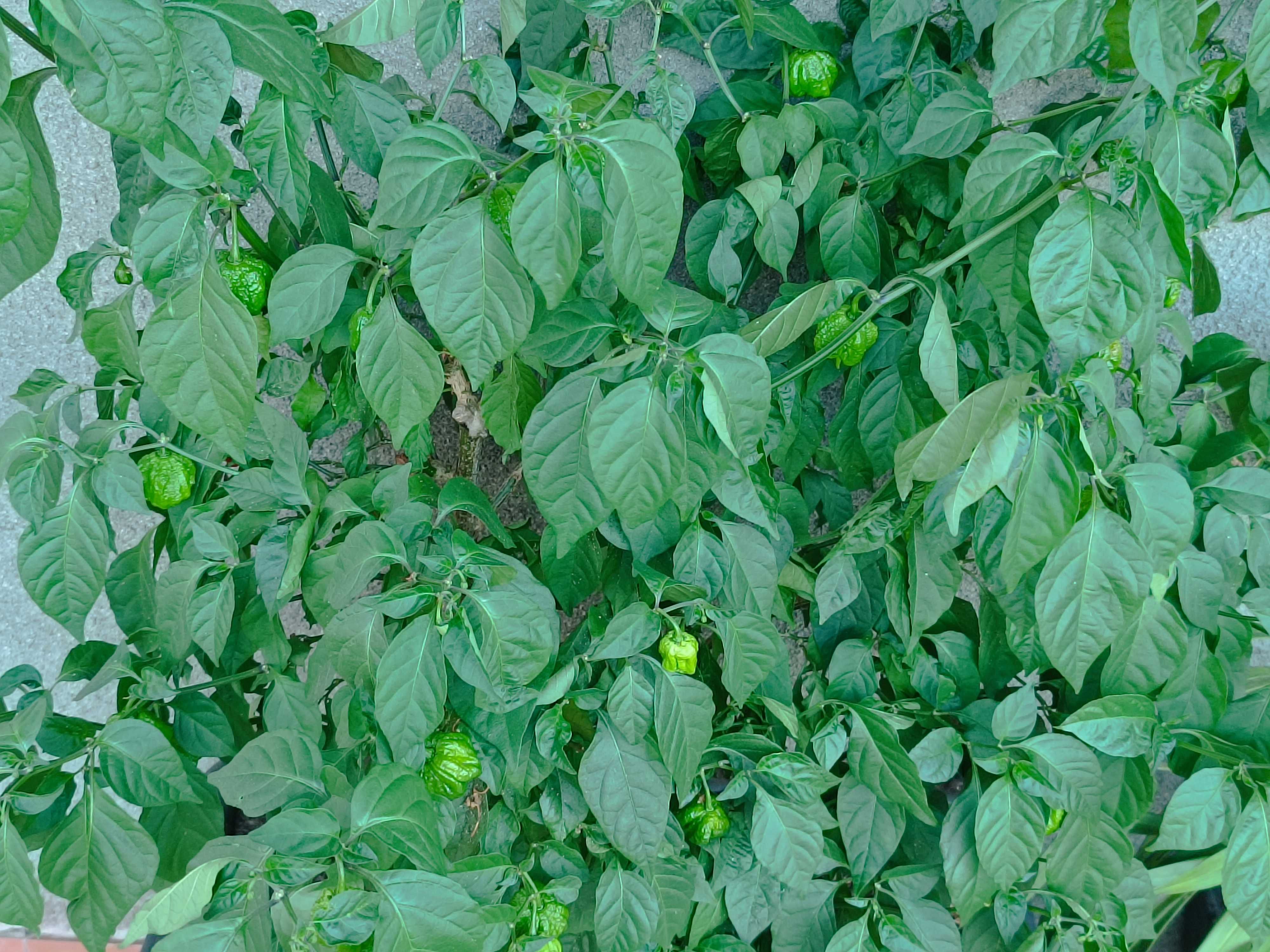 Carolina Reaper- Fruto Fresco; Semente