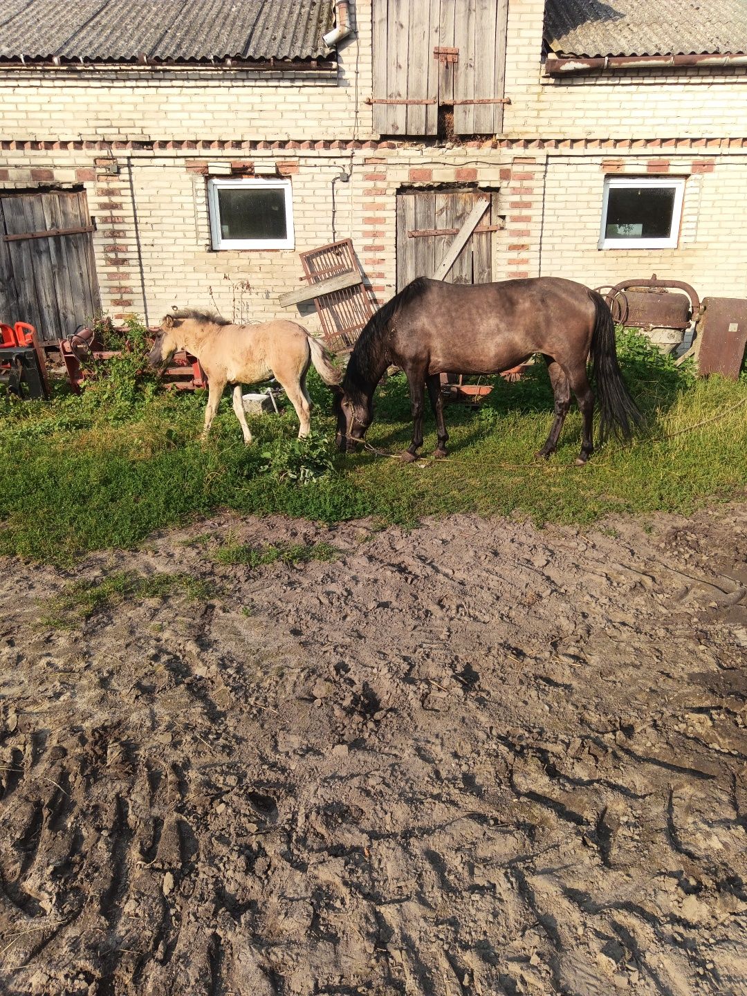 Sprzedam Klacz ze źrubką