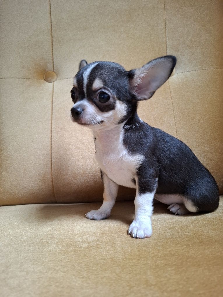 CHIHUAHUA piękna sunia