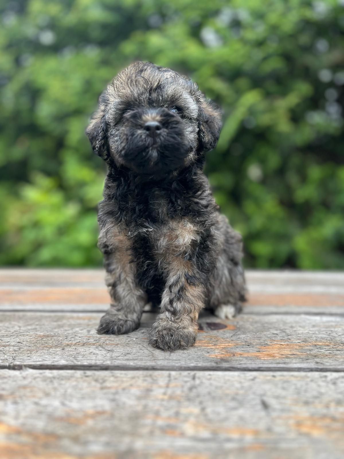 Maltipoo suczka.
