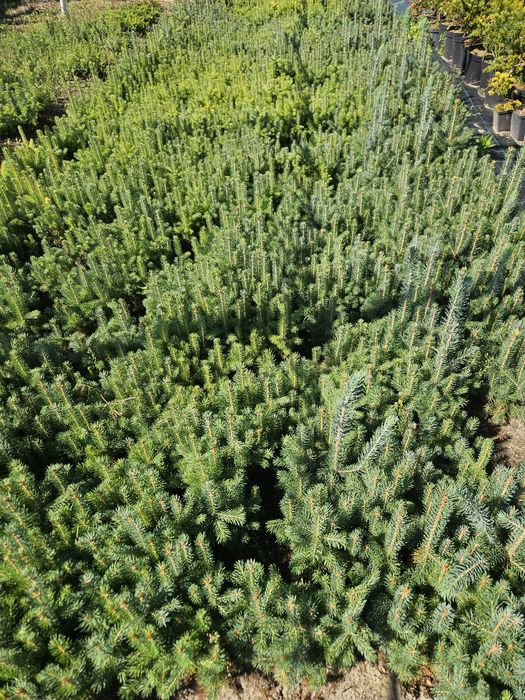 Świerk srebrny - 2,5 letni