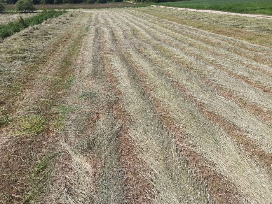 Siano w kostkach 2025           .