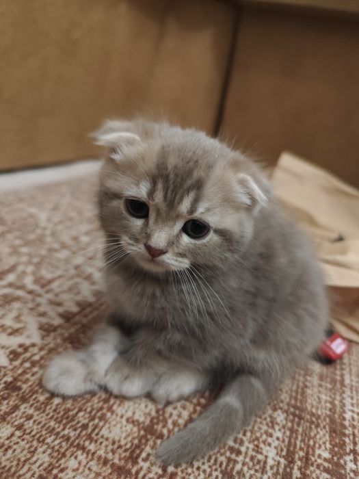 Шотландські кошенята