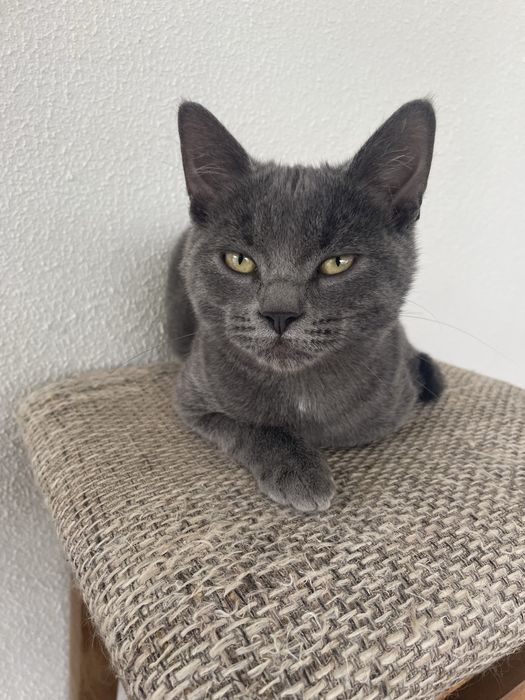 Отдам котят в хорошие руки в ноябре