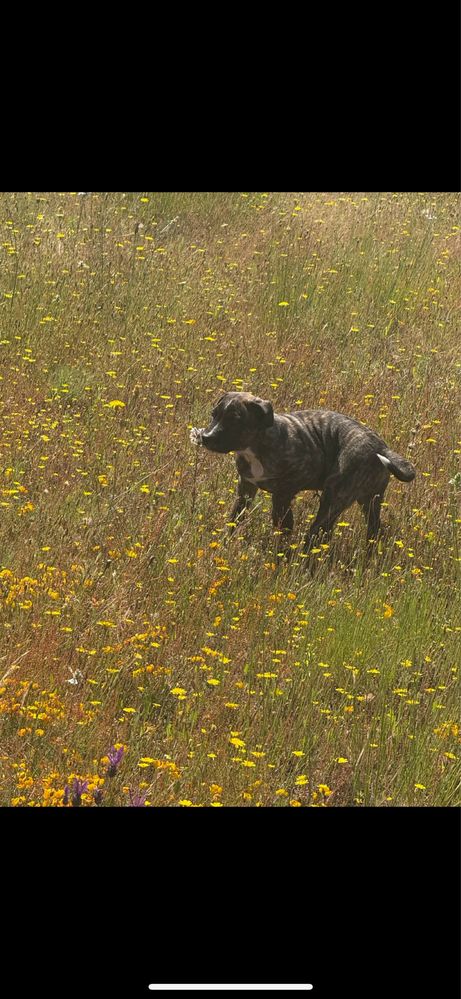 Fastastica femea (Tipo Presa Canario)