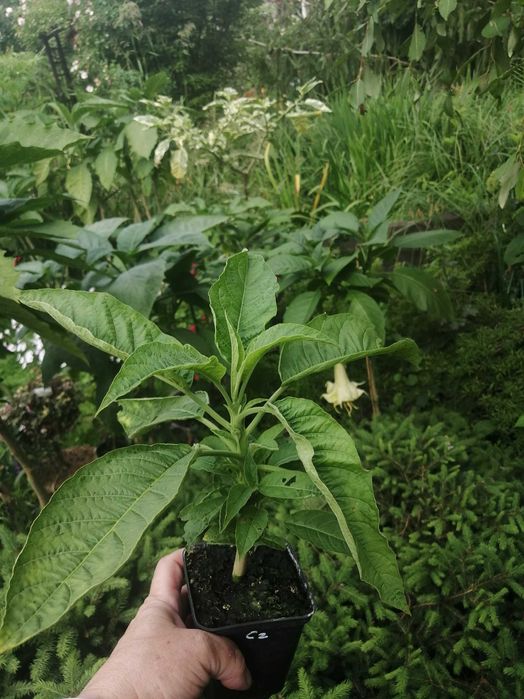 Brugmansia Thea's Liebling i Angels Sunbeam - na zamówienie