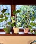 Pilea pieniążek roślina 35-38cm