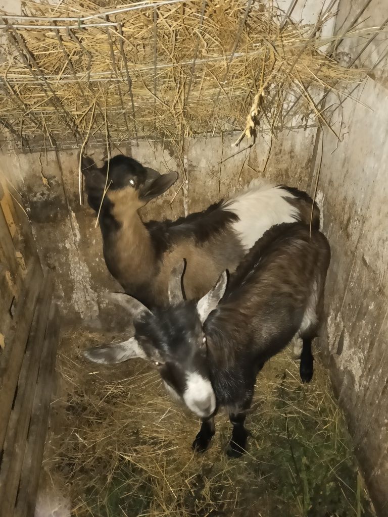 Sprzedam dwa młode koziołki