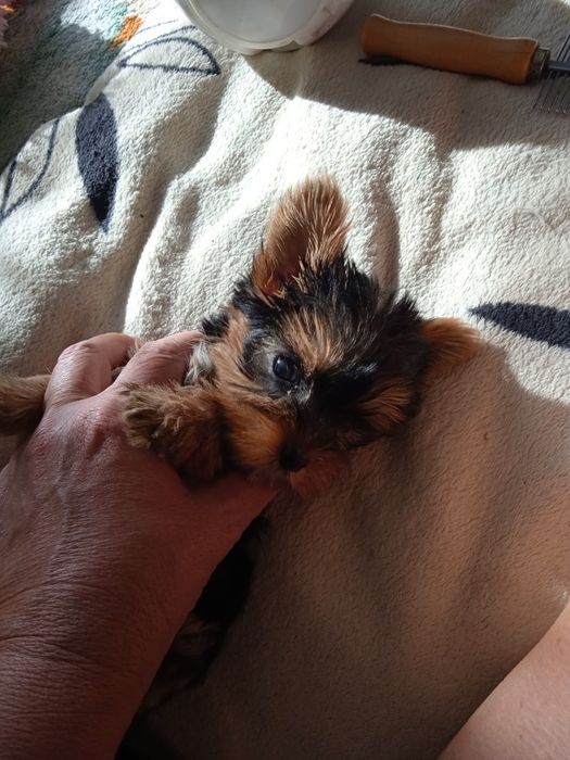 Очень активные щеночки породы Йоркширский терьер